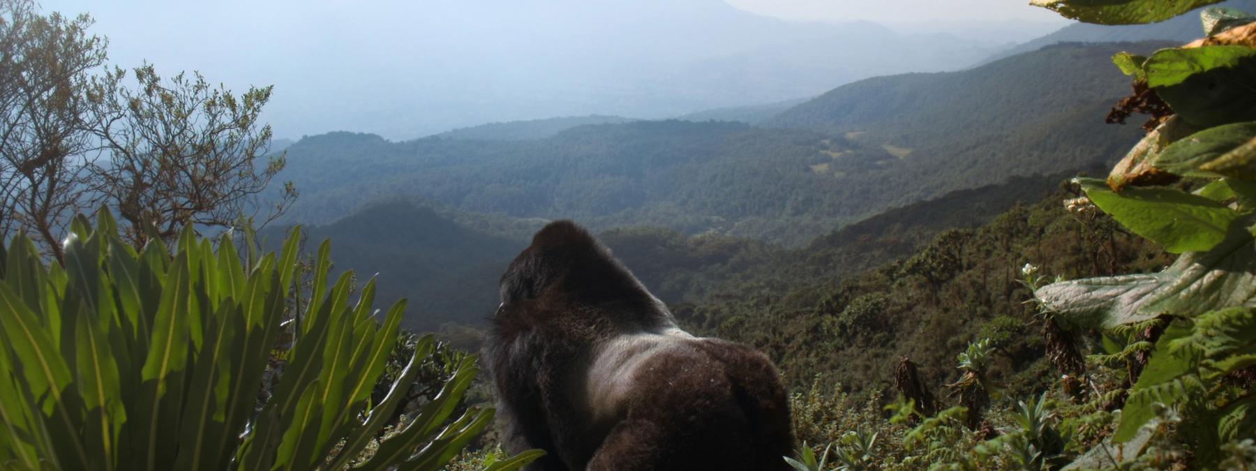 غلاف فيلم A Gorilla Story Told by David Attenborough 2026 مترجم