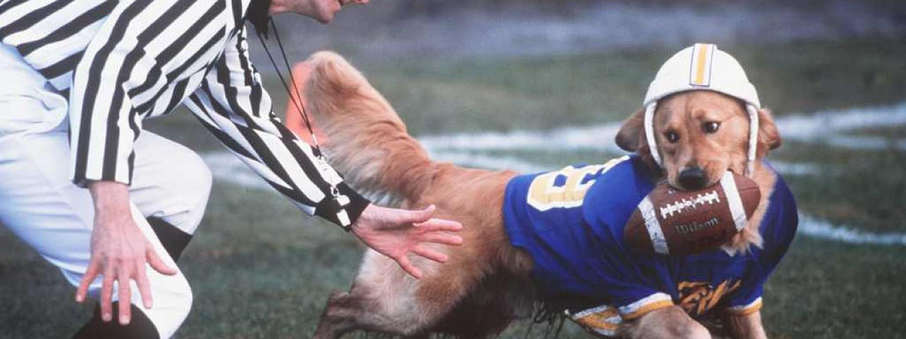 غلاف فيلم Air Bud Golden Receiver 1998 مترجم