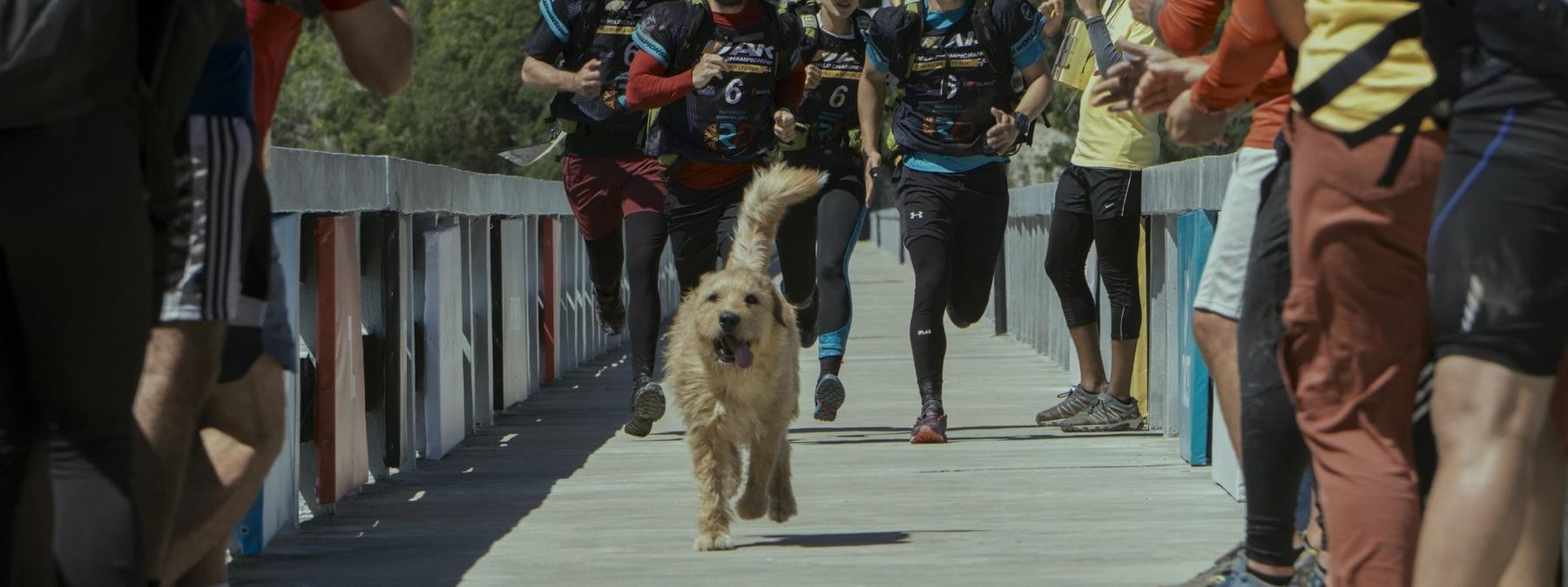 غلاف فيلم Arthur the King 2024 مترجم