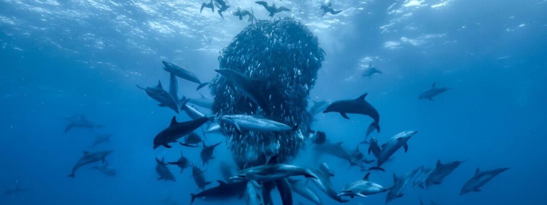 غلاف فيلم Ocean with David Attenborough 2025 مترجم