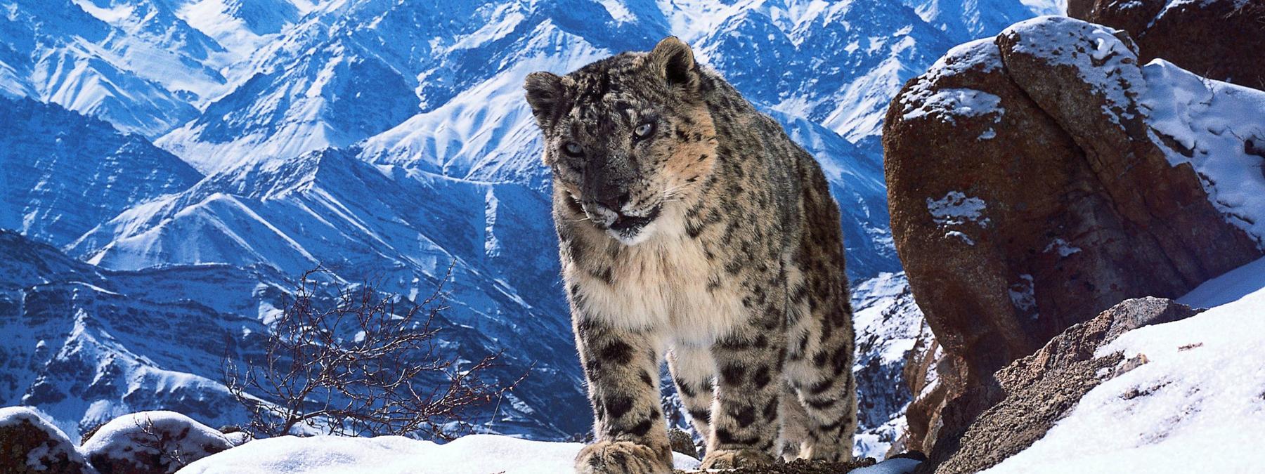 غلاف مسلسل Planet Earth II 2016 مترجم