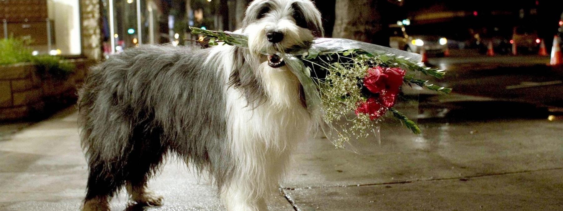 غلاف فيلم The Shaggy Dog 2006 مترجم