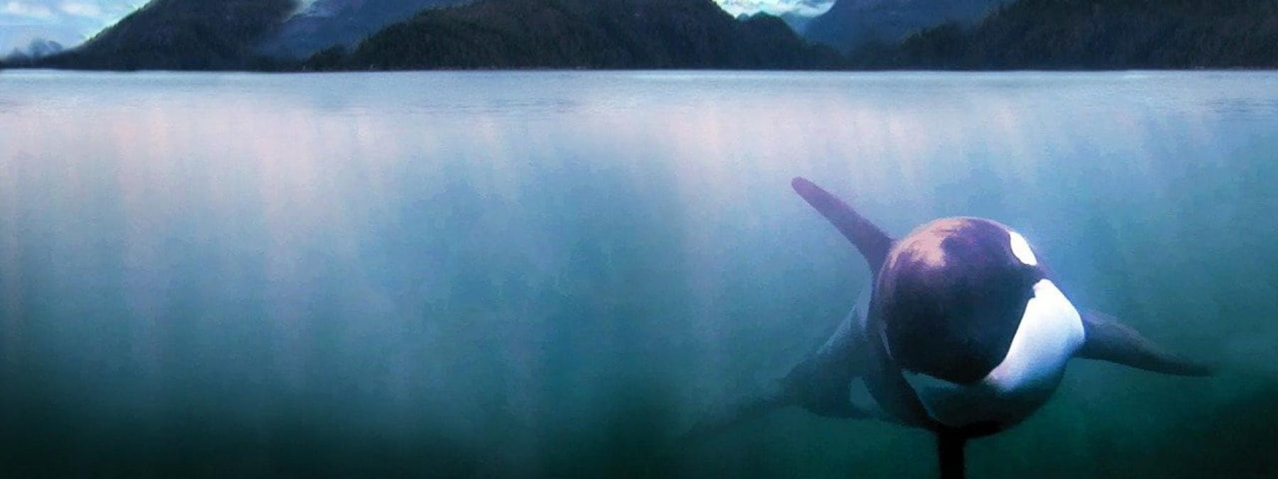 غلاف فيلم The Whale 2011 مترجم